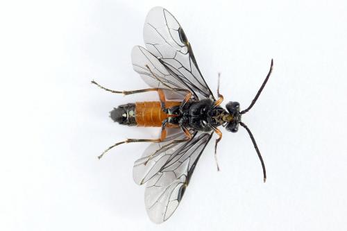 Réf. 223 430 : Dolerus germanicus