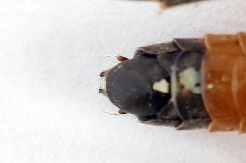 Réf. 223 433 : Dolerus germanicus