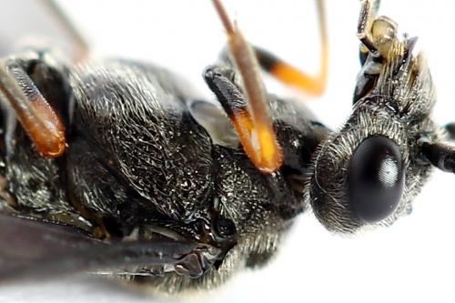 Dolerus germanicus