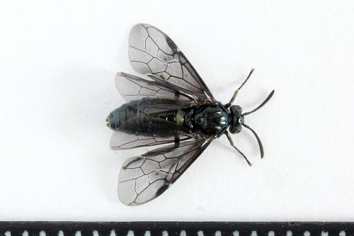 Arge gracilicornis