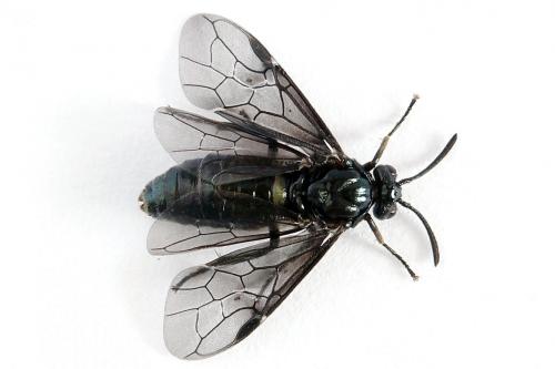 Arge gracilicornis
