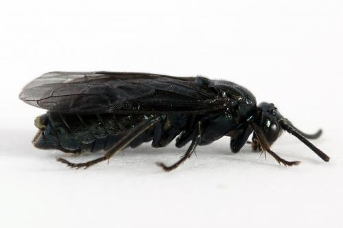 Arge gracilicornis