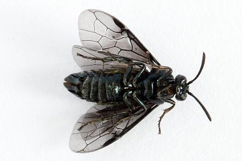 Arge gracilicornis