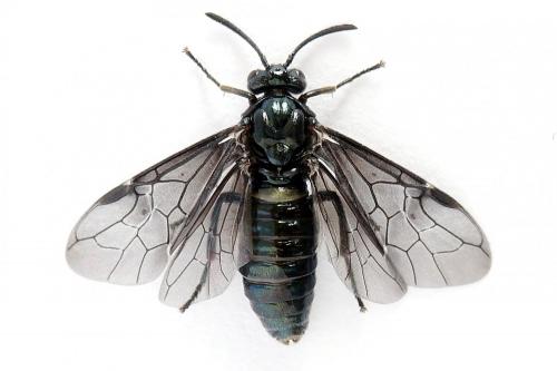 Arge gracilicornis