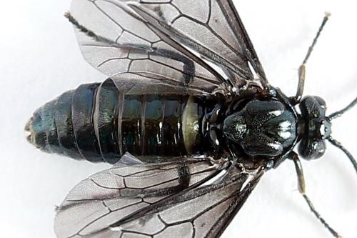 Arge gracilicornis