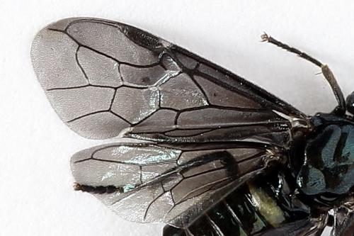 Arge gracilicornis