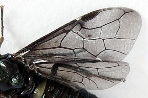 Arge gracilicornis