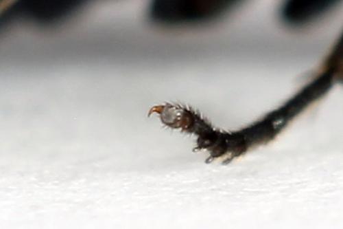 Arge gracilicornis