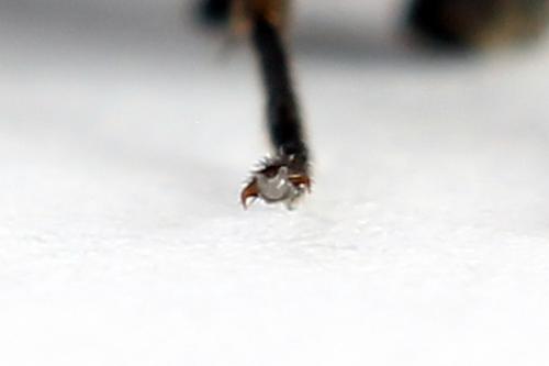 Réf. 223 932 : Arge gracilicornis