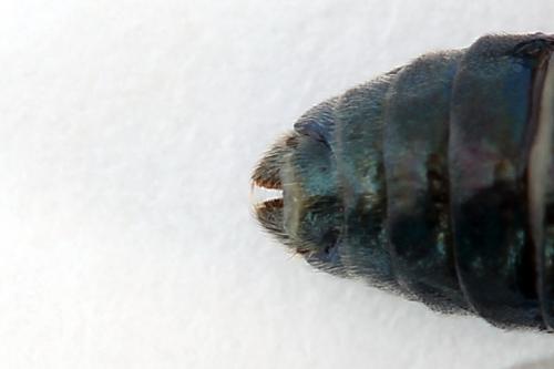 Réf. 223 933 : Arge gracilicornis