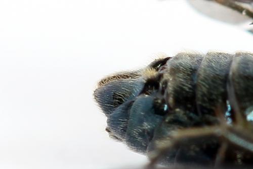 Réf. 223 934 : Arge gracilicornis
