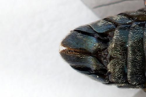 Arge gracilicornis