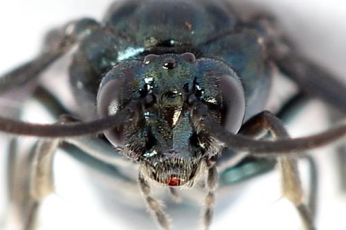 Réf. 223 936 : Arge gracilicornis