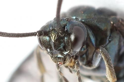 Réf. 223 937 : Arge gracilicornis