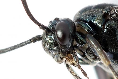 Réf. 223 938 : Arge gracilicornis