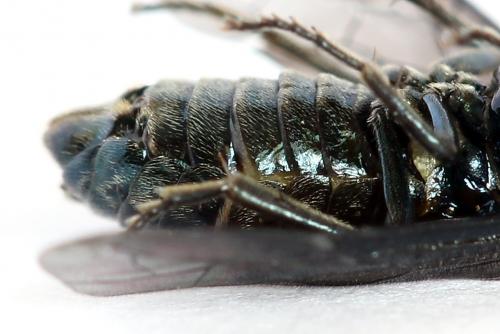 Arge gracilicornis