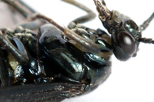 Arge gracilicornis