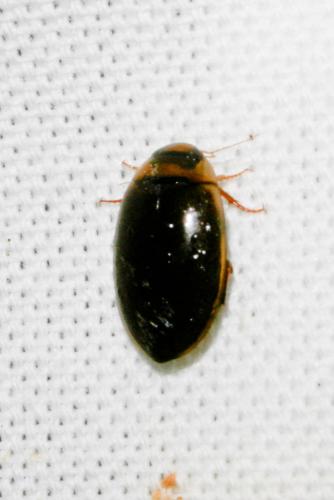 Prodaticus sp.