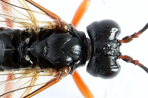 Tenthredo sp.