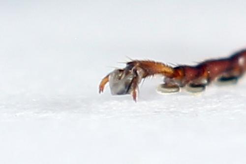 Tenthredo sp.