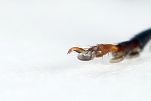 Tenthredo sp.