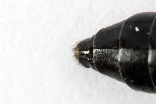 Tenthredo sp.