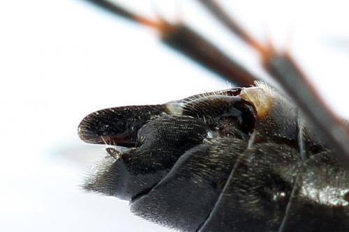 Tenthredo sp.
