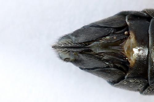 Tenthredo sp.