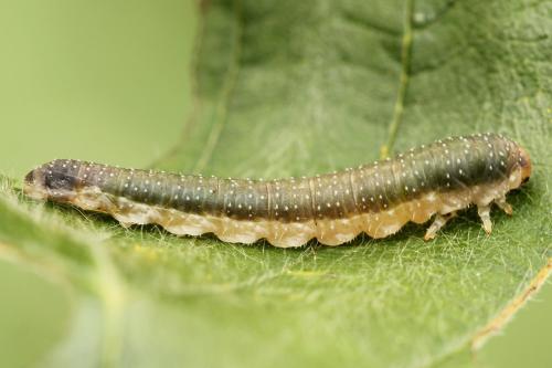 Réf. 223 315 : Nematinus luteus