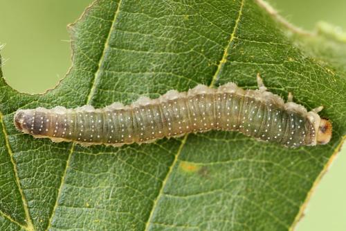 Réf. 223 316 : Nematinus luteus