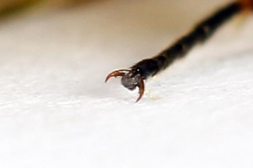 Réf. 223 107 : Dolerus aericeps