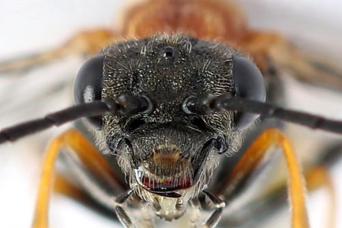 Réf. 223 108 : Dolerus aericeps