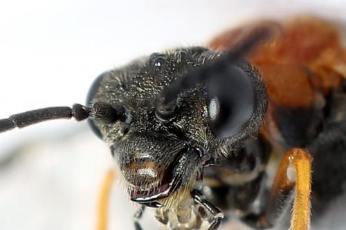 Réf. 223 109 : Dolerus aericeps