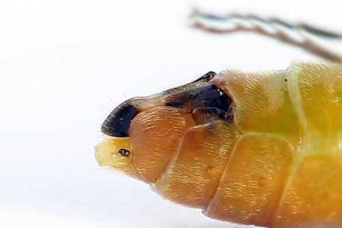 Dolerus aericeps