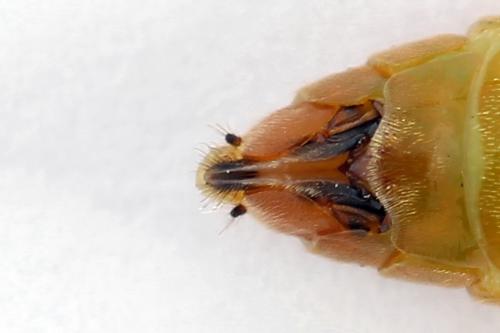 Dolerus aericeps
