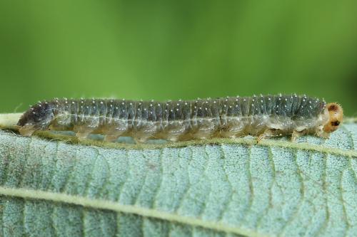Réf. 223 317 : Nematinus luteus