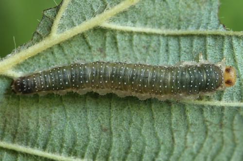 Réf. 223 318 : Nematinus luteus