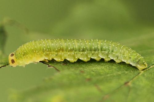 Réf. 223 343 : Nematinus steini