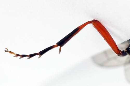 Tenthredo sp.
