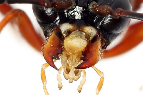 Tenthredo sp.