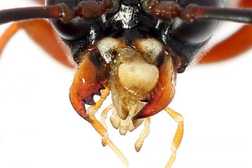 Tenthredo sp.