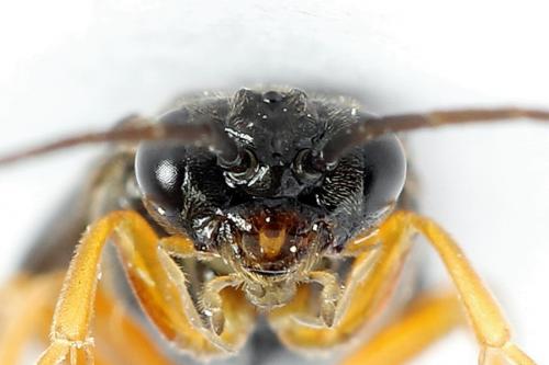 Réf. 223 188 : Nematinus fuscipennis