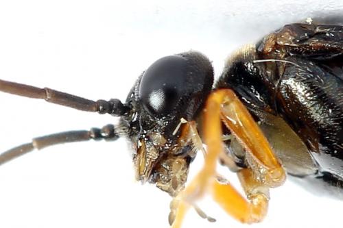 Réf. 223 190 : Nematinus fuscipennis