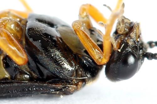 Réf. 223 192 : Nematinus fuscipennis