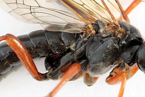 Tenthredo sp.