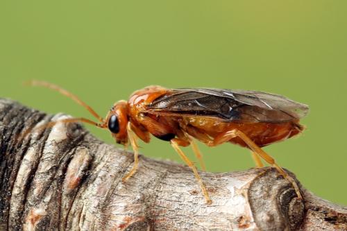 Réf. 223 320 : Nematinus luteus