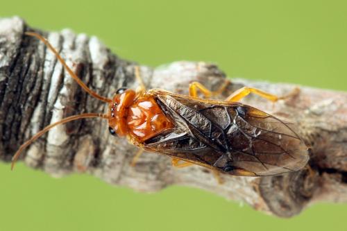 Réf. 223 321 : Nematinus luteus