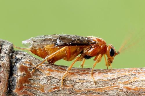 Réf. 223 348 : Nematinus steini