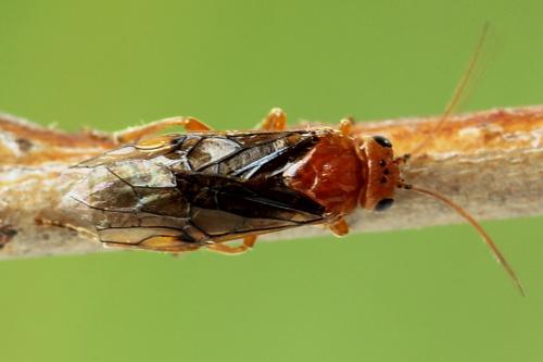 Réf. 223 349 : Nematinus steini