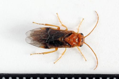 Réf. 223 322 : Nematinus luteus